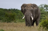 Такі різні: чим відрізняються азіатські слони від африканських